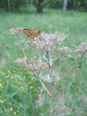 Carterocephalus