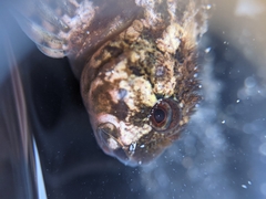Clinocottus recalvus