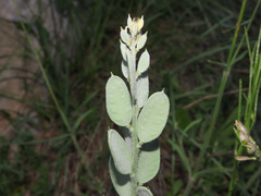 Fibigia clypeata