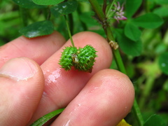 Trifolium resupinatum