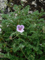 Erodium glandulosum