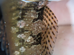 Clinocottus recalvus