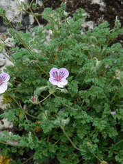 Erodium glandulosum