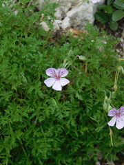 Erodium glandulosum
