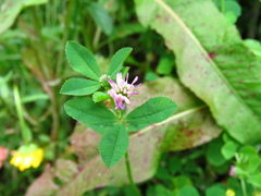 Trifolium resupinatum