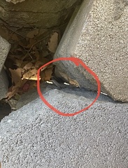 Sceloporus occidentalis