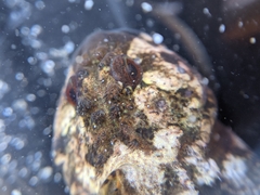 Clinocottus recalvus