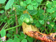 Trifolium resupinatum