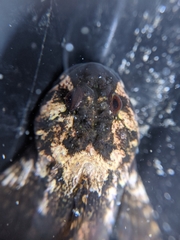 Clinocottus recalvus