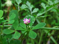Trifolium resupinatum