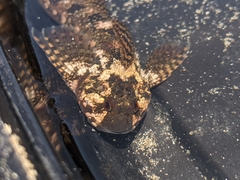 Clinocottus recalvus