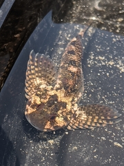 Clinocottus recalvus