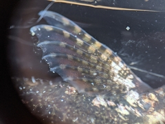 Clinocottus recalvus