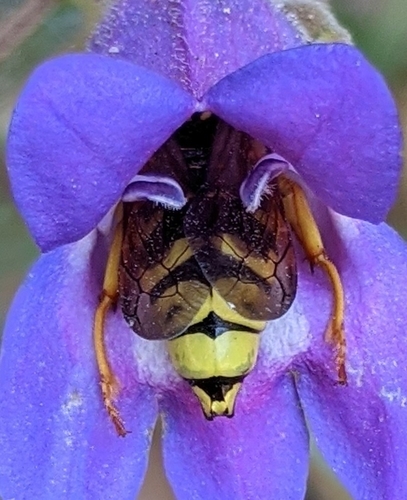 Pseudomasaris vespoides photo 4