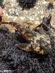 Clinocottus recalvus