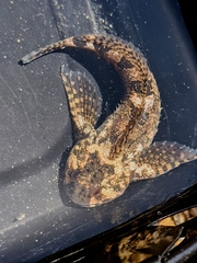 Clinocottus recalvus