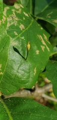 Andricus chinquapin