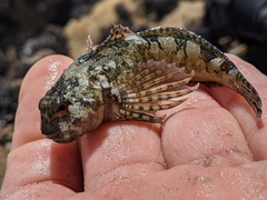 Clinocottus recalvus