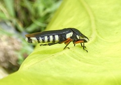 Pseudophera