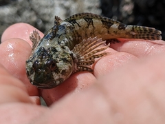 Clinocottus recalvus
