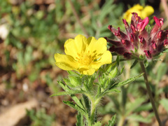 Potentilla pedata