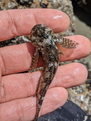 Clinocottus recalvus