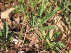Potentilla pedata