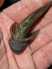 Clinocottus recalvus