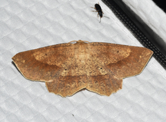 Euchlaena marginaria