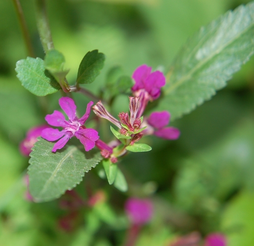 Tropical Waxweed