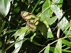 Philaethria wernickei