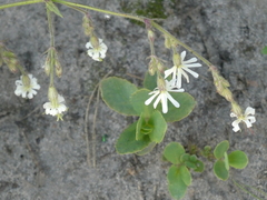 Silene nutans