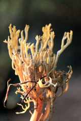 Phaeoclavulina flaccida