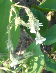 Silene nutans