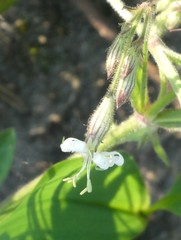 Silene nutans