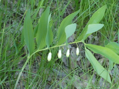 Polygonatum odoratum