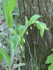 Polygonatum odoratum