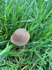 Panaeolus foenisecii