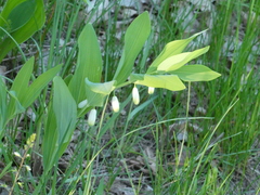 Polygonatum odoratum