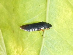 Pseudophera