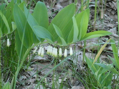 Polygonatum odoratum