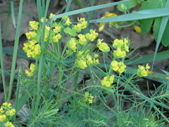 Euphorbia cyparissias