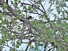 Baeolophus atricristatus