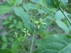 Euonymus europaeus