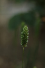 Lophochloa cristata
