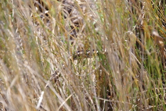 Psammophis crucifer