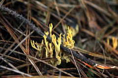 Phaeoclavulina flaccida