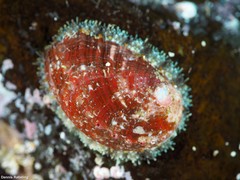 Haliotis tuberculata