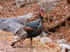 Gould's Wild Turkey - Photo (c) John Van Veldhuizen, some rights reserved (CC BY-NC), uploaded by John Van Veldhuizen