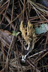 Phaeoclavulina flaccida